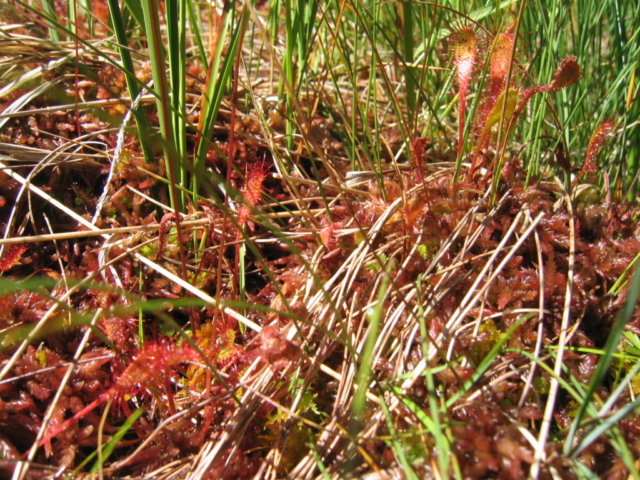 Sonnentau - Drosera