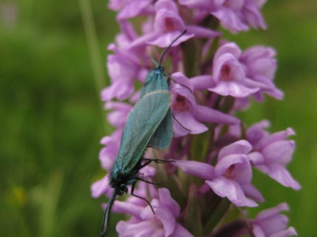 Blaugrüne Widderchen auf Händelwurz